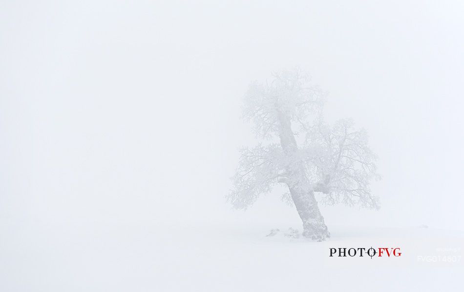 Snow cloaked in white landscape in the Barbagia of Sardinia. The trees alone or in small groups are like living sculptures in a landscape fairy