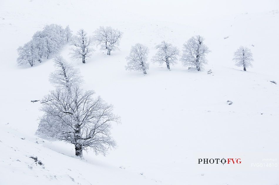 Snow cloaked in white landscape in the Barbagia of Sardinia. The trees alone or in small groups are like living sculptures in a landscape fairy