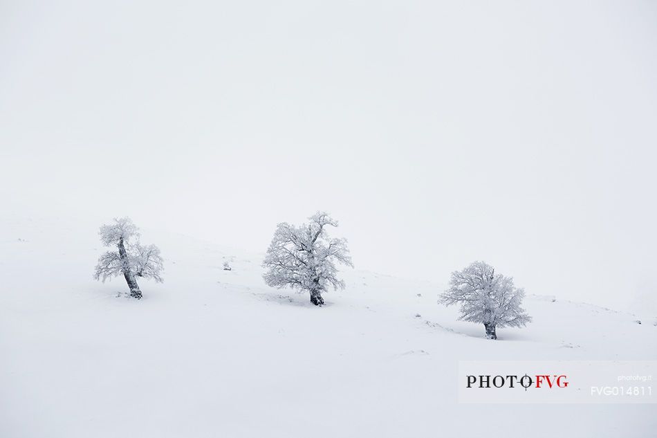 Snow cloaked in white landscape in the Barbagia of Sardinia. The trees alone or in small groups are like living sculptures in a landscape fairy