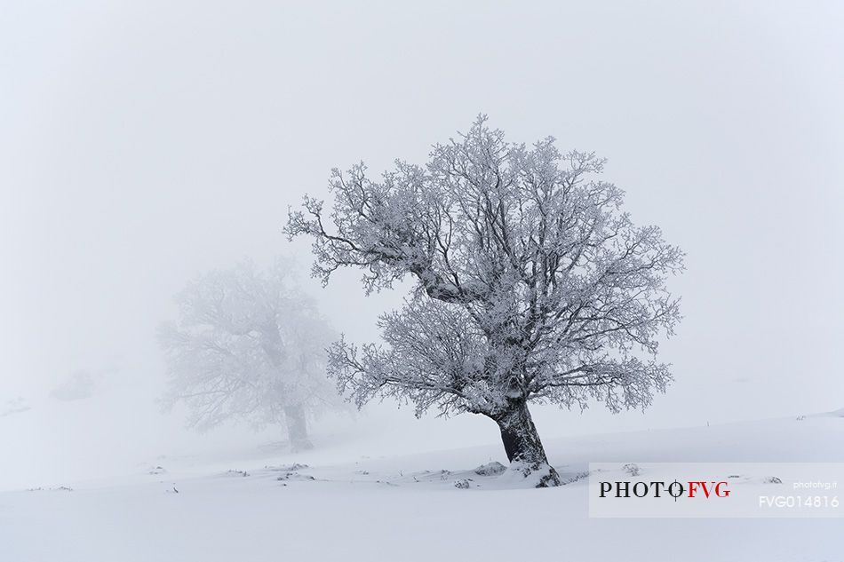 Snow cloaked in white landscape in the Barbagia of Sardinia. The trees alone or in small groups are like living sculptures in a landscape fairy