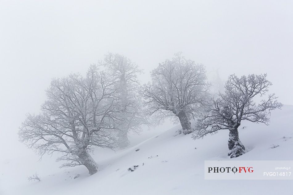 Snow cloaked in white landscape in the Barbagia of Sardinia. The trees alone or in small groups are like living sculptures in a landscape fairy