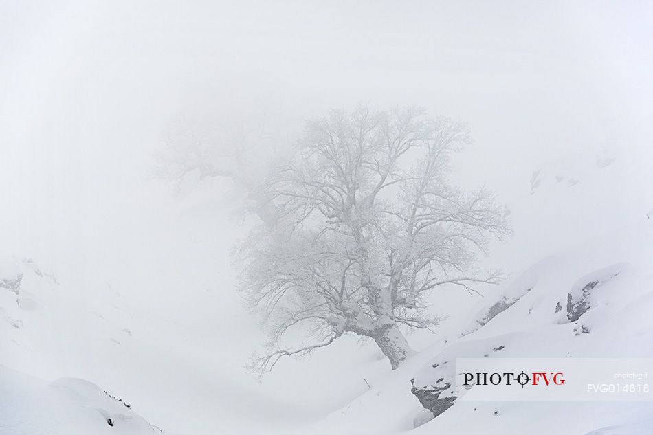 Snow cloaked in white landscape in the Barbagia of Sardinia. The trees alone or in small groups are like living sculptures in a landscape fairy