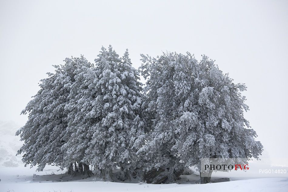 Snow cloaked in white landscape in the Barbagia of Sardinia. The trees alone or in small groups are like living sculptures in a landscape fairy