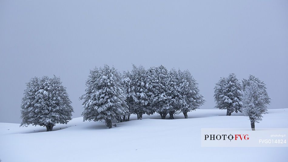 Snow cloaked in white landscape in the Barbagia of Sardinia. The trees alone or in small groups are like living sculptures in a landscape fairy