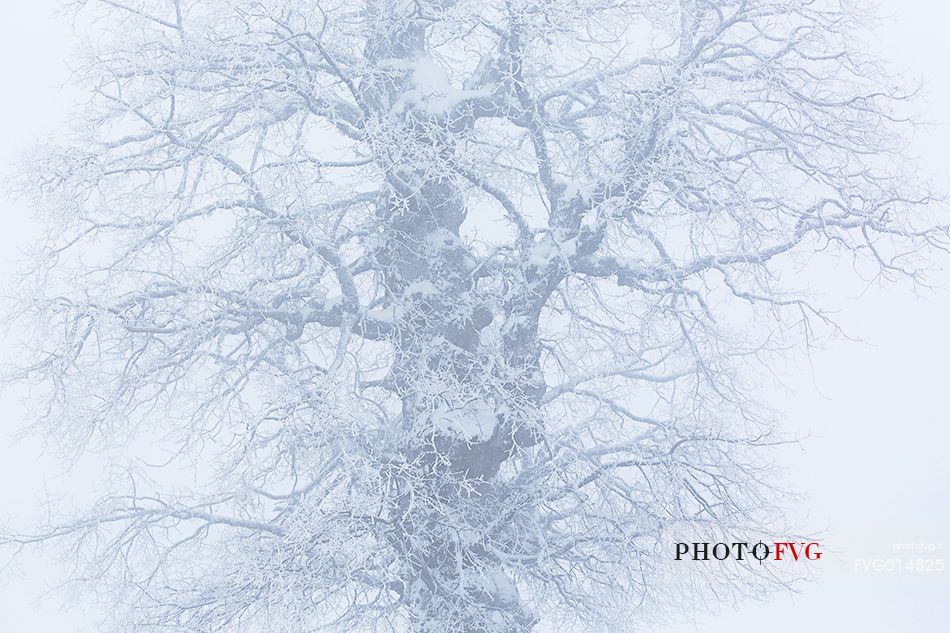 Snow cloaked in white landscape in the Barbagia of Sardinia. The trees alone or in small groups are like living sculptures in a landscape fairy