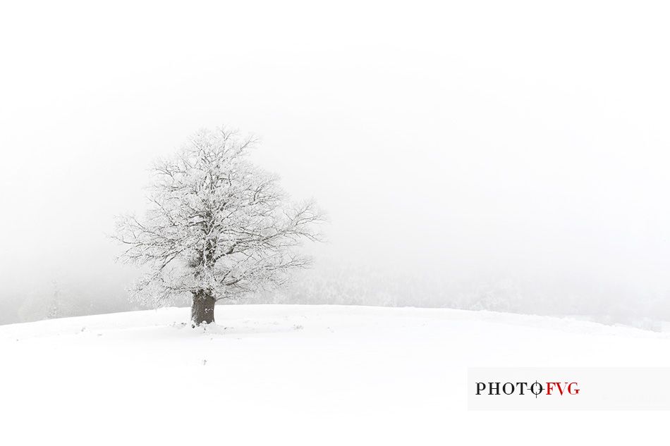 Snow cloaked in white landscape in the Barbagia of Sardinia. The trees alone or in small groups are like living sculptures in a landscape fairy