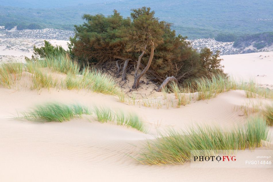 Piscinas, the colors of a warm sunset, the dunes, the desert of Sardinia, the juniper trees, a place full of magic, unique in the Mediterranean, Arbus, Sardinia, Italy