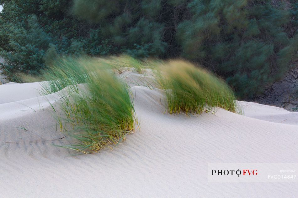 Piscinas, the colors of a warm sunset, the dunes, the desert of Sardinia, the juniper trees, a place full of magic, unique in the Mediterranean