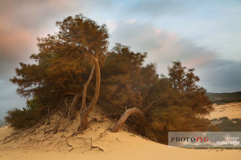 Piscinas, the colors of a warm sunset, the dunes, the desert of Sardinia, the juniper trees, a place full of magic, unique in the Mediterranean, Arbus, Sardinia, Italy