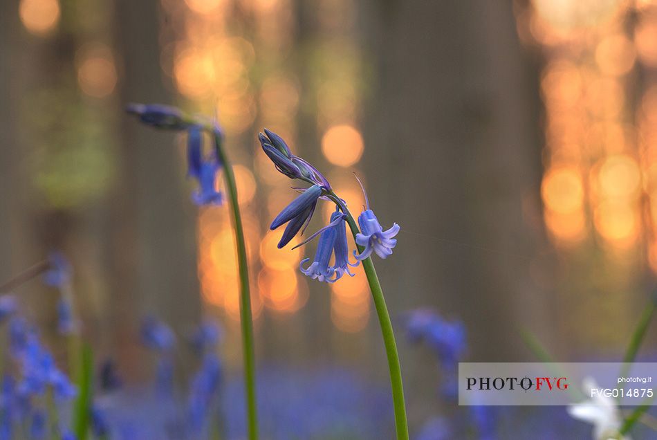 Hallerbos is a public forest. It is administered by the Agency for Nature and Forest management. Hallerbos: an ancient forest with young trees and lots of bluebells.