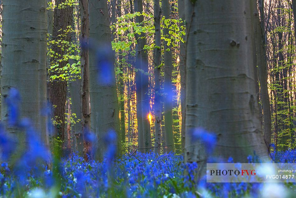 Hallerbos is a public forest. It is administered by the Agency for Nature and Forest management. Hallerbos: an ancient forest with young trees and lots of bluebells.