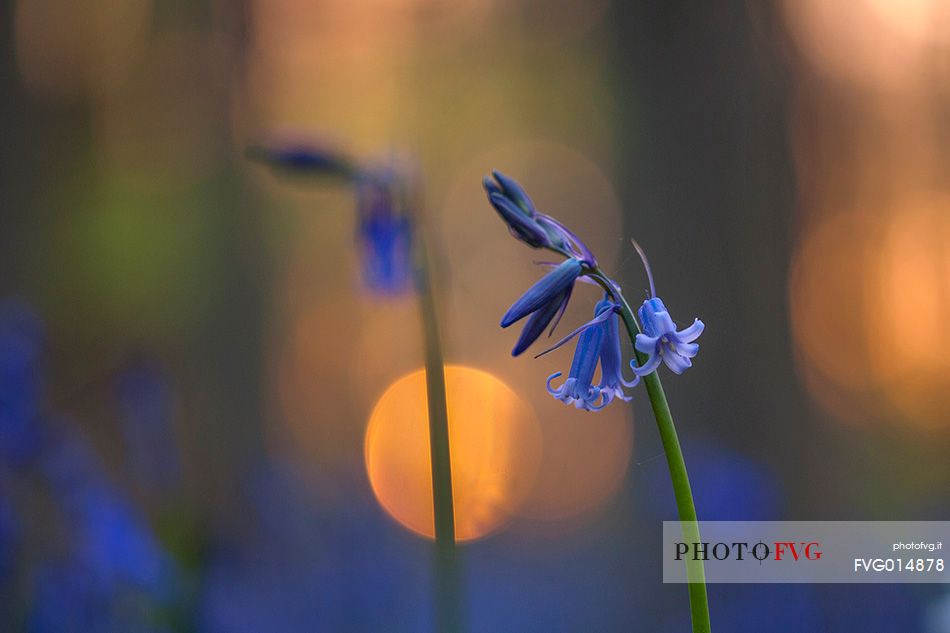 Hallerbos is a public forest. It is administered by the Agency for Nature and Forest management. Hallerbos: an ancient forest with young trees and lots of bluebells.