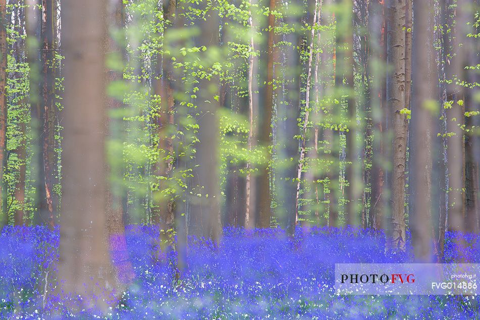 Hallerbos is a public forest. It is administered by the Agency for Nature and Forest management. Hallerbos: an ancient forest with young trees and lots of bluebells.