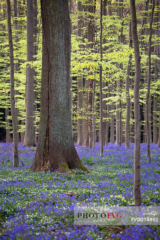 Hallerbos is a public forest. It is administered by the Agency for Nature and Forest management. Hallerbos: an ancient forest with young trees and lots of bluebells.