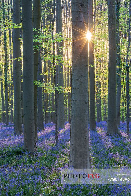 Hallerbos is a public forest. It is administered by the Agency for Nature and Forest management. Hallerbos: an ancient forest with young trees and lots of bluebells.