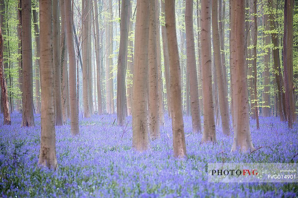 Hallerbos is a public forest. It is administered by the Agency for Nature and Forest management. Hallerbos: an ancient forest with young trees and lots of bluebells.