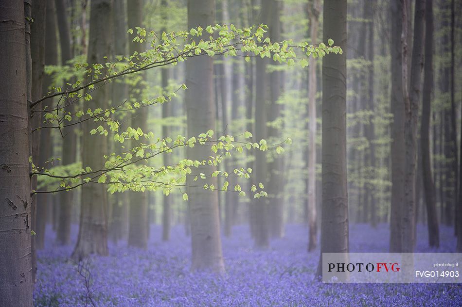 Hallerbos is a public forest. It is administered by the Agency for Nature and Forest management. Hallerbos: an ancient forest with young trees and lots of bluebells.