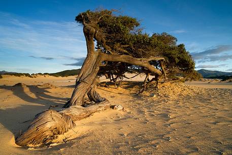 Piscinas. The desert of Sardinia. In this picture one of the most famous examples of juniper, which grows isolated in this desert and close to the sea shore, Arbus, Sardinia, Italy