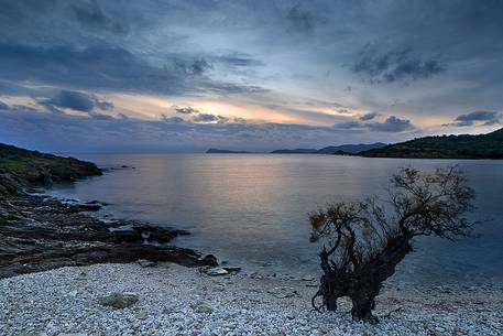 A tamarisk tree grows along a pebble beach in the south-western coast of the island, Teulada, Sulcis-Iglesiente, Sardinia, Italy