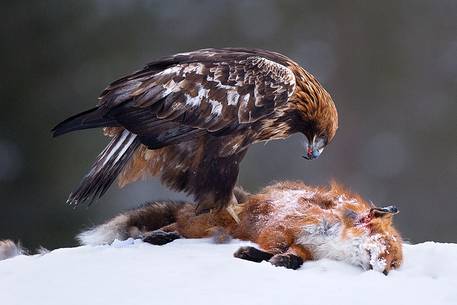 Golden Eagle on dead Red Fox in Utajrvi (Finland)