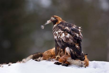 Golden Eagle on dead Red Fox in Utajrvi (Finland)