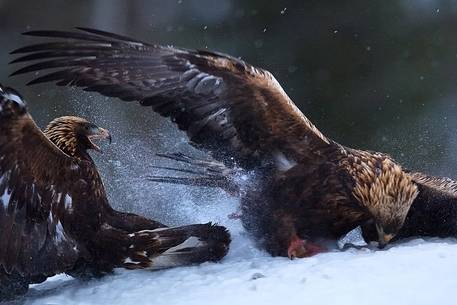 Golden Eagle on dead Red Fox in Utajrvi (Finland)