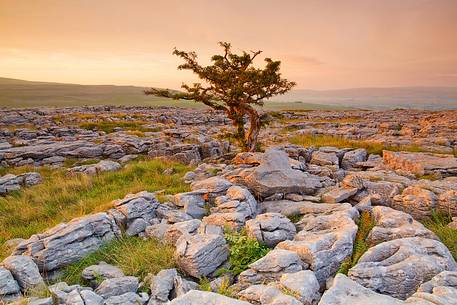 North Yorkshire, Ingleton. The trees grow on a plateau of limestone. 
The strength of this trees and the forms are amazing.
Here at the first light of the day.
