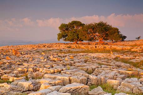 North Yorkshire, Ingleton. The trees grow on a plateau of limestone. 
The strength of this trees and the forms are amazing.
Here at the first light of the day.