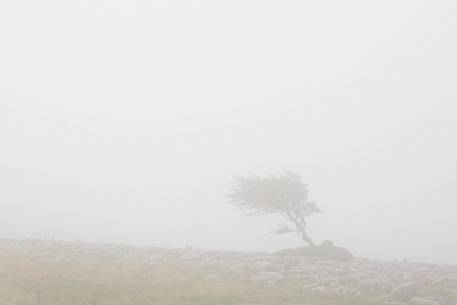 North Yorkshire, Ingleton. The trees grow on a plateau of limestone. 
The strength of this trees and the forms are amazing.
Here at the first light of the day.