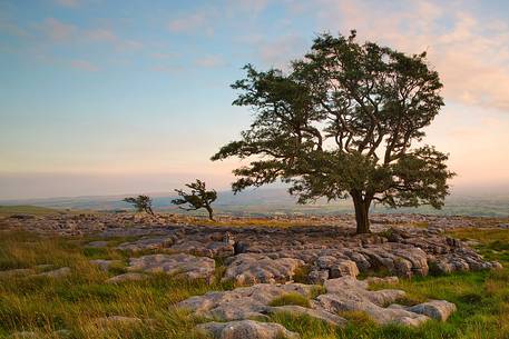 North Yorkshire, Ingleton. The trees grow on a plateau of limestone. 
The strength of this trees and the forms are amazing.
Here at the first light of the day.