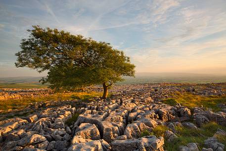 North Yorkshire, Ingleton. The trees grow on a plateau of limestone. 
The strength of this trees and the forms are amazing.
Here at the first light of the day.