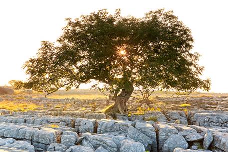 North Yorkshire, Ingleton. The trees grow on a plateau of limestone. 
The strength of this trees and the forms are amazing.
Here at the first light of the day.