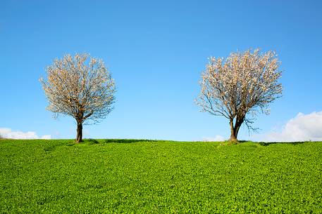 Sardinian countryside to the blossoming of spring