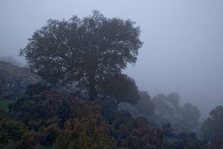 Barbagia of Seulo. Monte Perdedu and its forests shrouded in mist