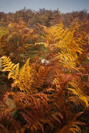 Autumn in Barbagia. Location Seulo. Ferns on Mount Perdedu (1,000 mt) mantled in the typical colors of autumn.