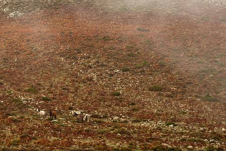 Wild horses in the pasture.
Autumn in Barbagia in Perdedu Mountain