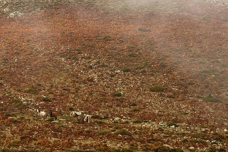 Wild horses in the pasture.
Autumn in Barbagia in Perdedu Mountain Wild horses in the pasture.
Autumn in Barbagia in Perdedu Mountain