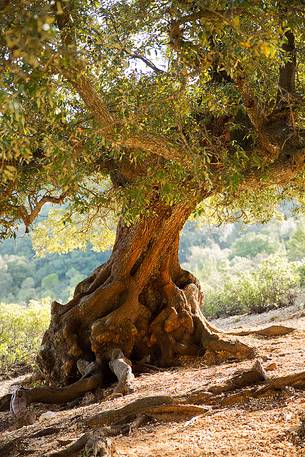 Characteristic tree illuminated by the first light of day, along the trek that leads to Cala Goloritz