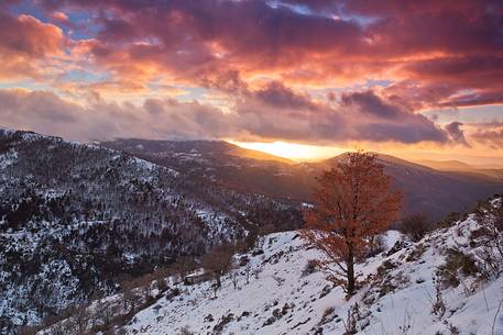 A spectacular sunset illuminates a lonely tree in the mountain range of Gennargentu.
