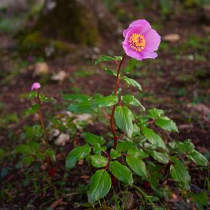 Paeonia taken among the mountains of the Barbagia of Seulo Paeonia taken among the mountains of the Barbagia of Seulo