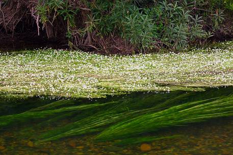 Blossoming ranunculus along the river Rio Picocca in Sarrabus (south eastern Sardinia)