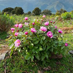 Barbagia of Seulo. One of the wildest and most fascinating region of Sardinia. In this image protagonists Peonies, which are, in spring, authentic gardens in the open