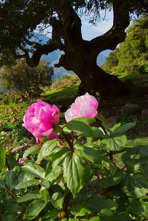 Barbagia of Seulo. One of the wildest and most fascinating region of Sardinia. In this image protagonists Peonies, which are, in spring, authentic gardens in the open