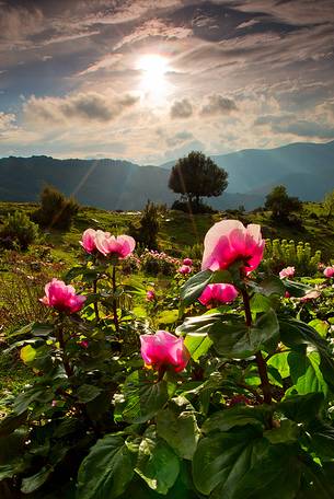 Barbagia of Seulo. One of the wildest and most fascinating region of Sardinia. In this image protagonists Peonies, which are, in spring, authentic gardens in the open