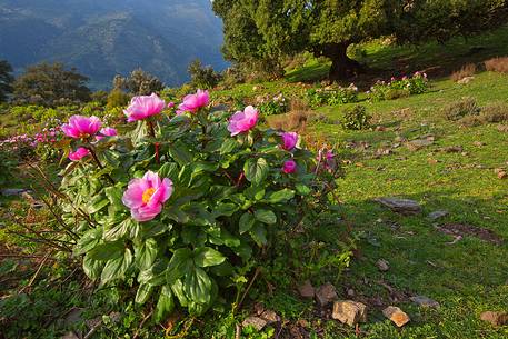 Barbagia of Seulo. One of the wildest and most fascinating region of Sardinia. In this image protagonists Peonies, which are, in spring, authentic gardens in the open Barbagia of Seulo. One of the wildest and most fascinating region of Sardinia. In this image protagonists Peonies, which are, in spring, authentic gardens in the open