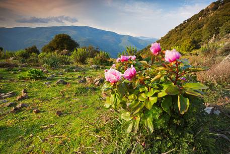 Barbagia of Seulo. One of the wildest and most fascinating region of Sardinia. In this image protagonists Peonies, which are, in spring, authentic gardens in the open