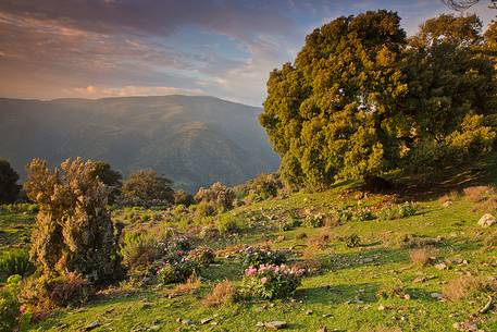Barbagia of Seulo. One of the wildest and most fascinating region of Sardinia. In this image protagonists Peonies, which are, in spring, authentic gardens in the open Barbagia of Seulo. One of the wildest and most fascinating region of Sardinia. In this image protagonists Peonies, which are, in spring, authentic gardens in the open