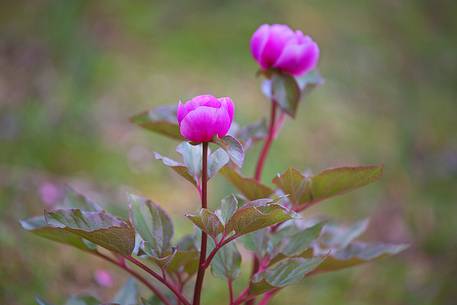 Paeonia in the wood of the Barbagia  (Sardinia)