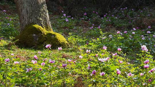 Paeonia garden (in the wood of the Barbagia)