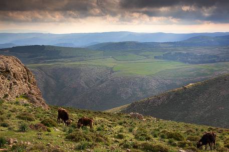 Cows grazing on Perdedu Mount in the Barbagia of Seulo. It is located in the National Park of Gennargentu and Gulf of Orosei. Barbagia di Seulo, Seulo, Cagliari, Sardegna, Sardinia, Italy, Italia
 